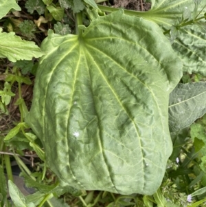 Plantago major at Stromlo, ACT - 3 Oct 2023