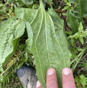 Plantago major at Stromlo, ACT - 3 Oct 2023 05:13 PM