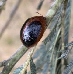 Dicranosterna immaculata (Acacia leaf beetle) at Stromlo, ACT - 3 Oct 2023 by SteveBorkowskis