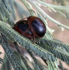 Dicranosterna immaculata at Stromlo, ACT - 3 Oct 2023