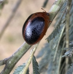 Dicranosterna immaculata at Stromlo, ACT - 3 Oct 2023 04:49 PM