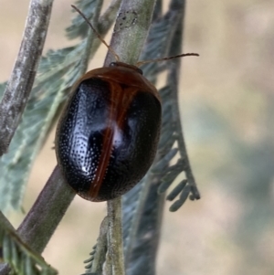 Dicranosterna immaculata at Stromlo, ACT - 3 Oct 2023