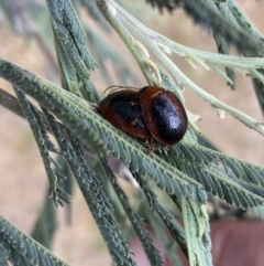 Dicranosterna immaculata at Stromlo, ACT - 3 Oct 2023