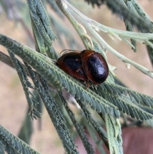 Dicranosterna immaculata at Stromlo, ACT - 3 Oct 2023