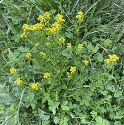 Barbarea verna (Wintercress, American Cress) at Stromlo, ACT - 3 Oct 2023 by SteveBorkowskis