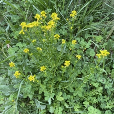 Barbarea verna (Wintercress, American Cress) at Lower Molonglo - 3 Oct 2023 by Steve_Bok