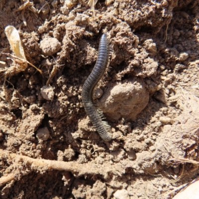 Ommatoiulus moreleti (Portuguese Millipede) at QPRC LGA - 3 Oct 2023 by MatthewFrawley