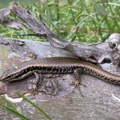 Eulamprus heatwolei (Yellow-bellied Water Skink) at Stromlo, ACT - 3 Oct 2023 by SteveBorkowskis