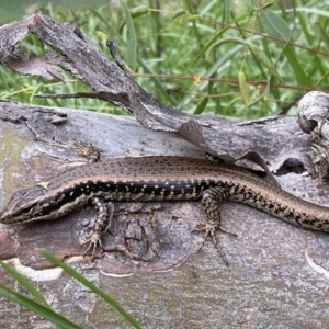 Eulamprus heatwolei (Yellow-bellied Water Skink) at Stromlo, ACT by Steve_Bok