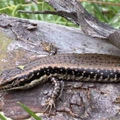 Eulamprus heatwolei at Stromlo, ACT - 3 Oct 2023