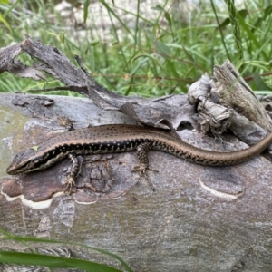 Eulamprus heatwolei at Stromlo, ACT - 3 Oct 2023