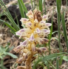 Orobanche minor (Broomrape) at Lower Molonglo - 3 Oct 2023 by Steve_Bok