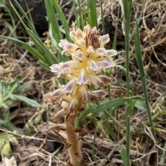 Orobanche minor at Belconnen, ACT - 3 Oct 2023