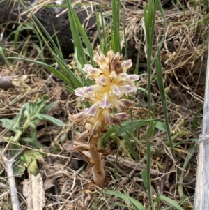 Orobanche minor at Belconnen, ACT - 3 Oct 2023