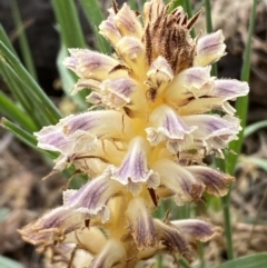 Orobanche minor at Belconnen, ACT - 3 Oct 2023