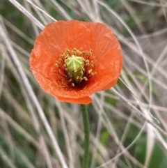 Papaver aculeatum (Bristle Poppy) at Stromlo, ACT - 3 Oct 2023 by SteveBorkowskis