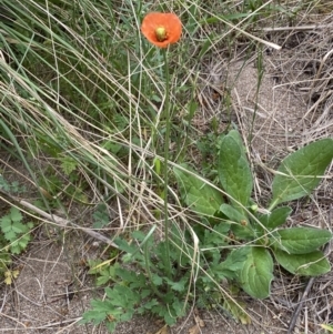 Papaver aculeatum at Stromlo, ACT - 3 Oct 2023