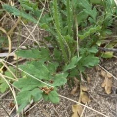 Papaver aculeatum at Stromlo, ACT - 3 Oct 2023