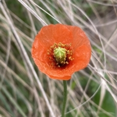 Papaver aculeatum at Stromlo, ACT - 3 Oct 2023