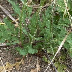 Papaver aculeatum at Stromlo, ACT - 3 Oct 2023