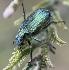 Diphucephala sp. (genus) (Green Scarab Beetle) at Lower Molonglo - 3 Oct 2023 by Steve_Bok