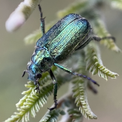 Diphucephala sp. (genus) (Green Scarab Beetle) at Stromlo, ACT - 3 Oct 2023 by SteveBorkowskis
