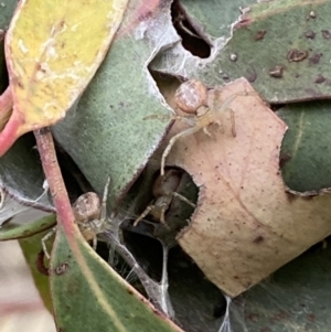 Phryganoporus candidus at Stromlo, ACT - 3 Oct 2023