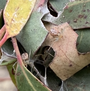 Phryganoporus candidus at Stromlo, ACT - 3 Oct 2023