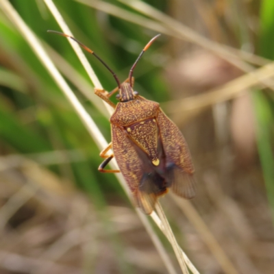 Poecilometis strigatus (Gum Tree Shield Bug) at QPRC LGA - 3 Oct 2023 by MatthewFrawley