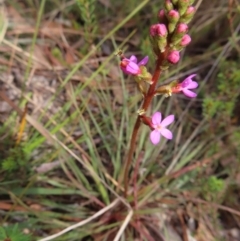 Stylidium graminifolium (grass triggerplant) at Bombay, NSW - 3 Oct 2023 by MatthewFrawley