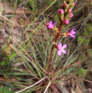 Stylidium graminifolium at Bombay, NSW - 3 Oct 2023