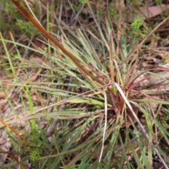 Stylidium graminifolium at Bombay, NSW - 3 Oct 2023