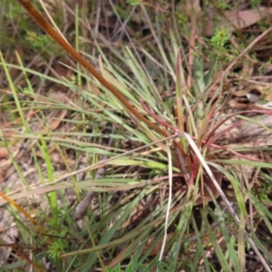 Stylidium graminifolium at Bombay, NSW - 3 Oct 2023 03:16 PM