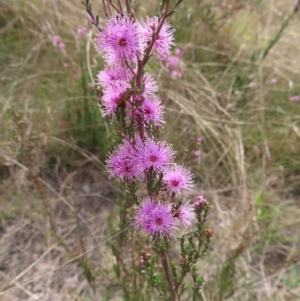 Kunzea parvifolia at Bombay, NSW - 3 Oct 2023 03:20 PM