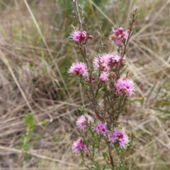 Kunzea parvifolia at Bombay, NSW - 3 Oct 2023 03:20 PM