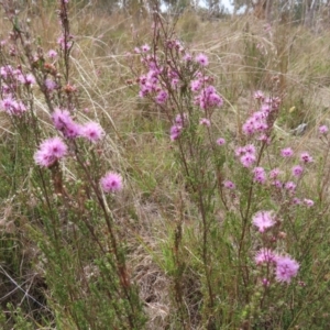 Kunzea parvifolia at Bombay, NSW - 3 Oct 2023 03:20 PM