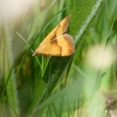 Anachloris subochraria (Golden Grass Carpet) at QPRC LGA - 1 Oct 2023 by Steve_Bok