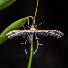 Megalorhipida leucodactyla (Spiderling Moth) at Murrumbateman, NSW - 2 Oct 2023 by amiessmacro