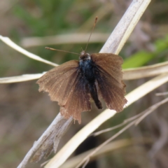 Erina (genus) (A dusky blue butterfly) at Bombay, NSW - 3 Oct 2023 by MatthewFrawley