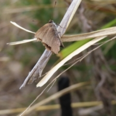 Erina sp. (genus) at Bombay, NSW - 3 Oct 2023