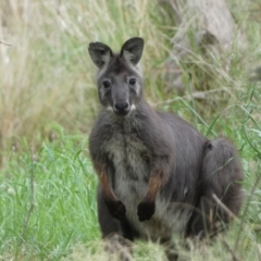 Osphranter robustus robustus (Eastern Wallaroo) at Lower Molonglo - 3 Oct 2023 by Steve_Bok