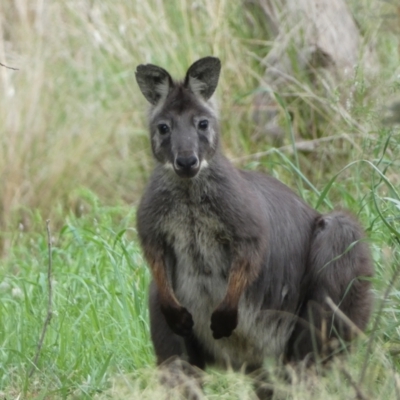 Osphranter robustus (Wallaroo) at Molonglo River Reserve - 3 Oct 2023 by Steve_Bok