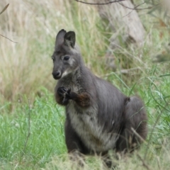 Osphranter robustus robustus at Stromlo, ACT - 3 Oct 2023