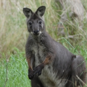 Osphranter robustus robustus at Stromlo, ACT - 3 Oct 2023