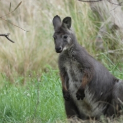 Osphranter robustus at Stromlo, ACT - 3 Oct 2023