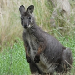 Osphranter robustus robustus at Stromlo, ACT - 3 Oct 2023