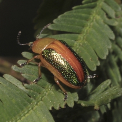 Calomela parilis (Leaf beetle) at Bruce Ridge - 16 Sep 2023 by AlisonMilton