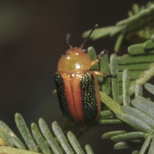 Calomela parilis at Bruce Ridge - 16 Sep 2023