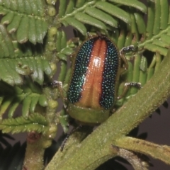 Calomela parilis at Bruce Ridge - 16 Sep 2023