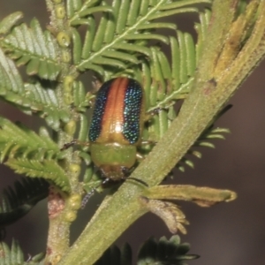 Calomela parilis at Bruce Ridge - 16 Sep 2023